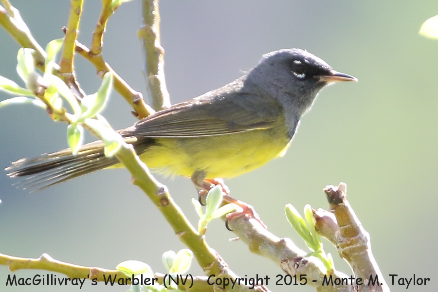MacGillivray's Warbler -spring- (Ruby Mountains, Nevada)