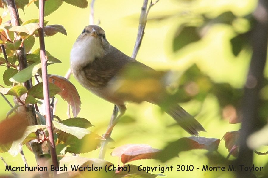 Manchurian Bush Warbler -spring- (Tianjin, China) also know as Korean Bush Warbler