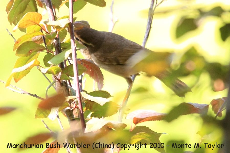 Manchurian Bush Warbler -spring- (Tianjin, China) also know as Korean Bush Warbler
