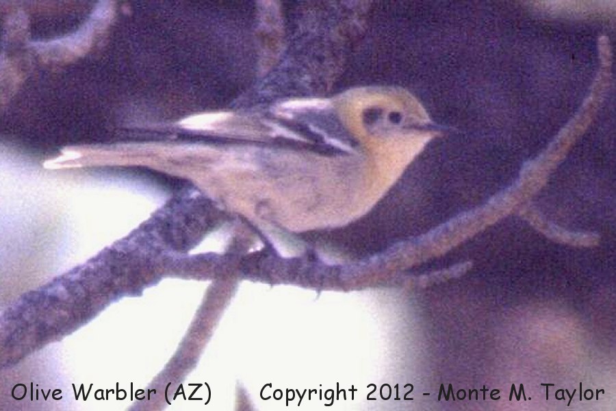 Olive Warbler -spring female- (Arizona)