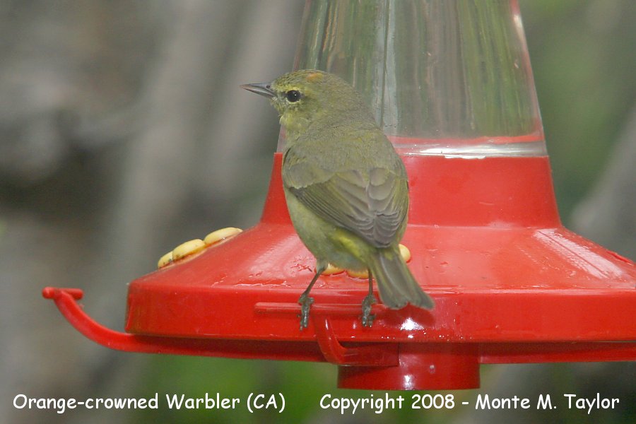 Orange-crowned Warbler -winter- (California)