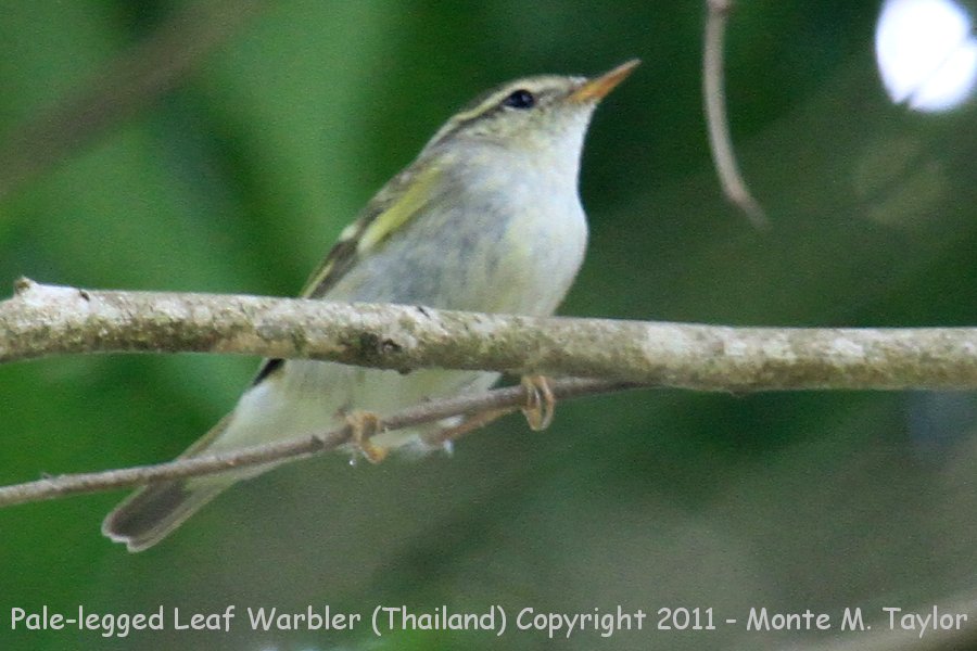 Pale-legged Leaf Warbler -winter- (Kaeng Krachan National Park, Petchaburi, Thailand)