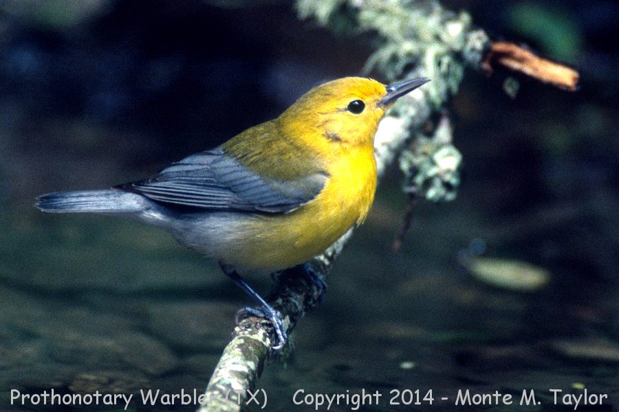 Prothonotary Warbler -spring- (Texas)