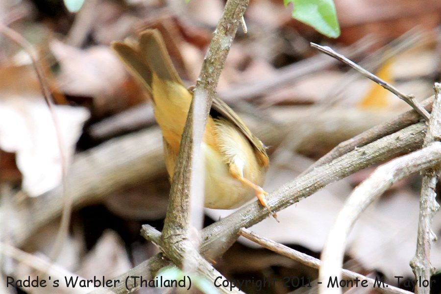 Radde's Warbler -winter- (Kaeng Krachan National Park, Thailand)