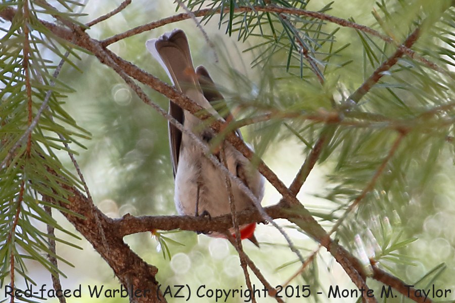 Red-faced Warbler -spring male- (Arizona)