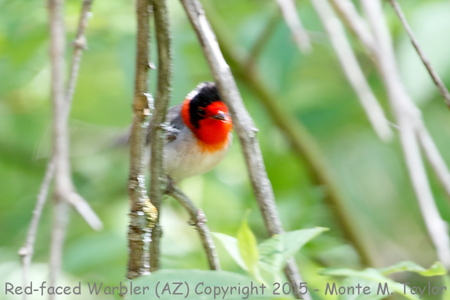 Red-faced Warbler -spring male- (Arizona)