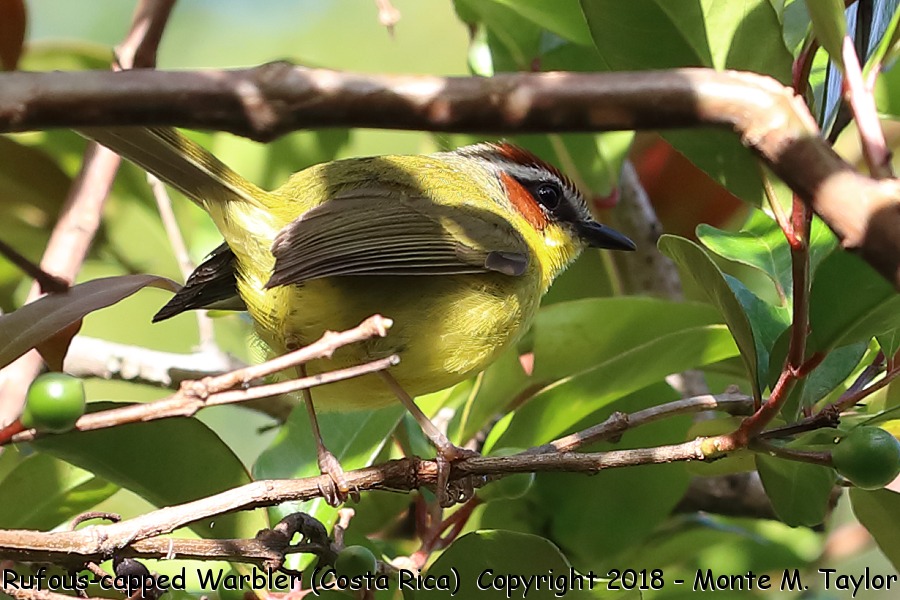 Rufous-capped Warbler -winter- (Costa Rica)