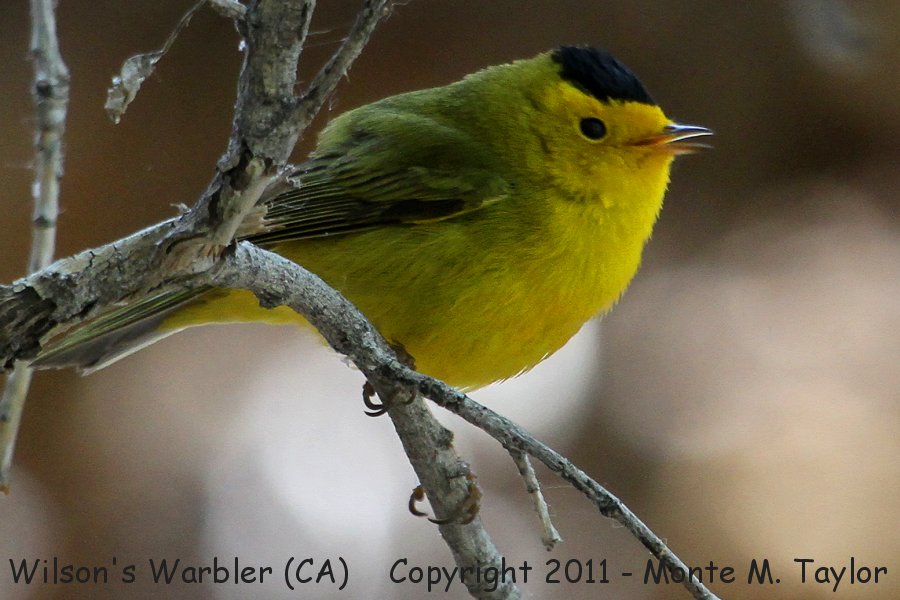 Wilson's Warbler -spring male- (Butterbredt Springs, California)