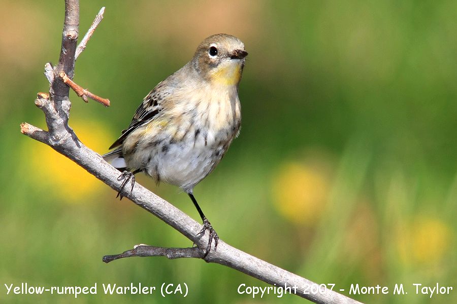 Yellow-rumped Warbler -fall female- (California)