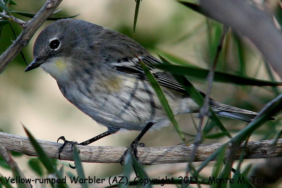 Yellow-rumped Warbler -spring female- (Arizona)