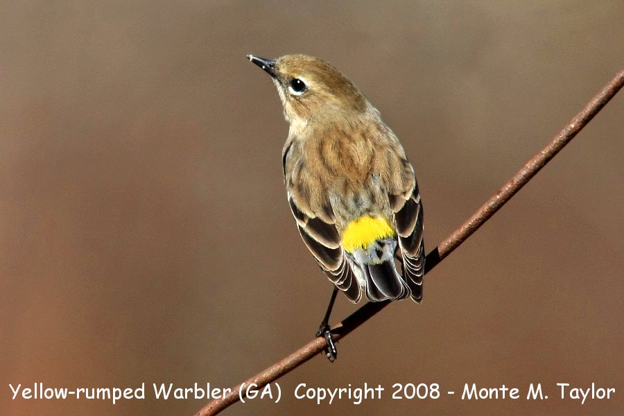 Yellow-rumped Warbler -winter male audubon's race- (Georgia)