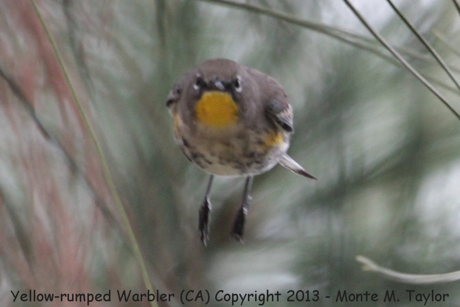 Yellow-rumped Warbler -fall male- (California)