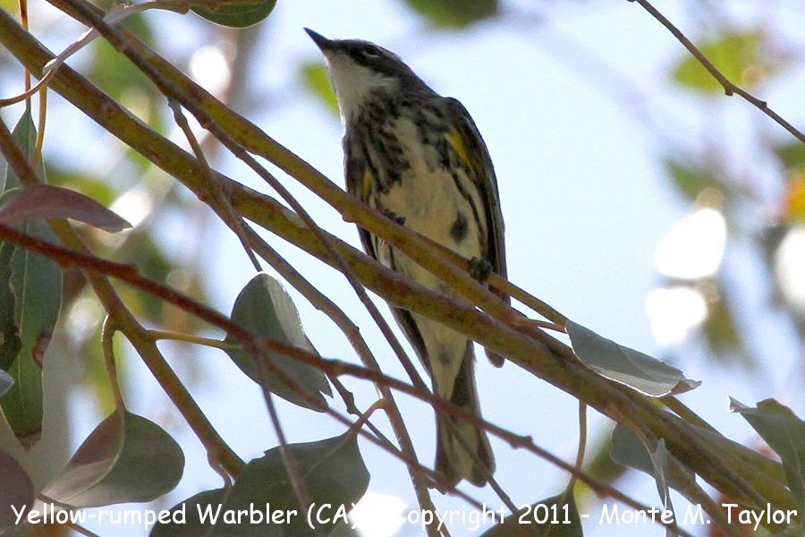 Yellow-rumped Warbler -spring male myrtle's race- (California)