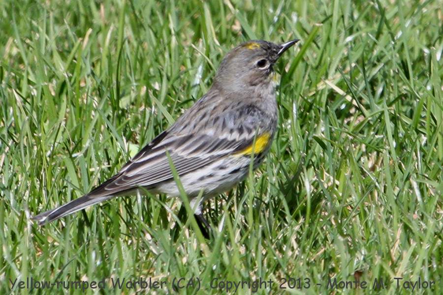 Yellow-rumped Warbler -spring male- (California)