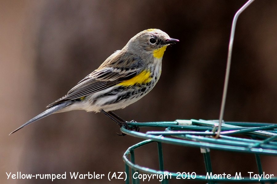 Yellow-rumped Warbler -winter male- (Arizona)