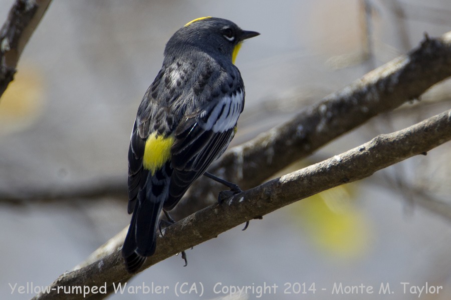 Yellow-rumped Warbler -winter male- (California)