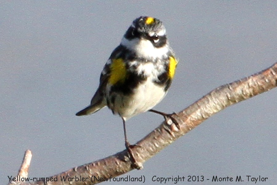 Yellow-rumped Warbler -spring male myrtle race- (Newfoundland, Canada)