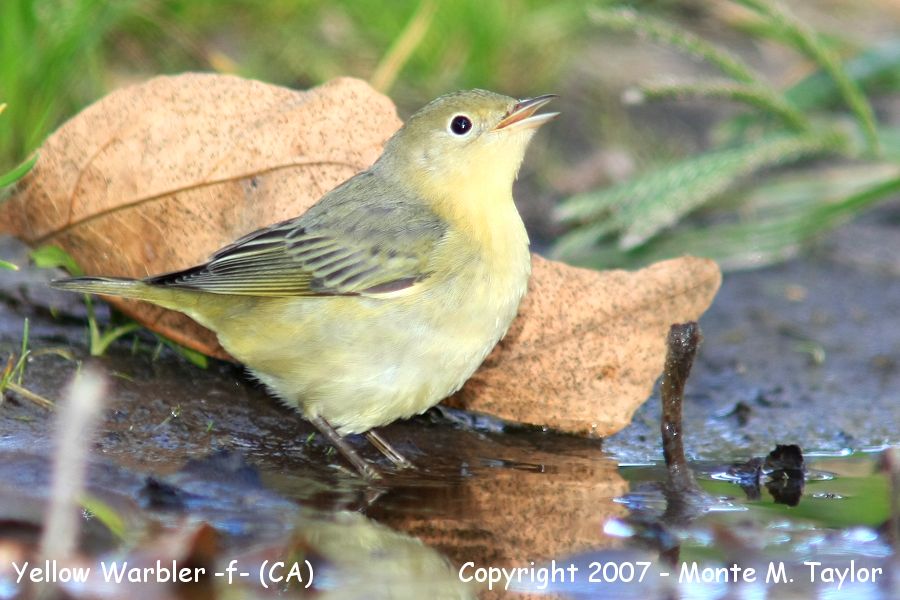 Yellow Warbler -fall female- (California)