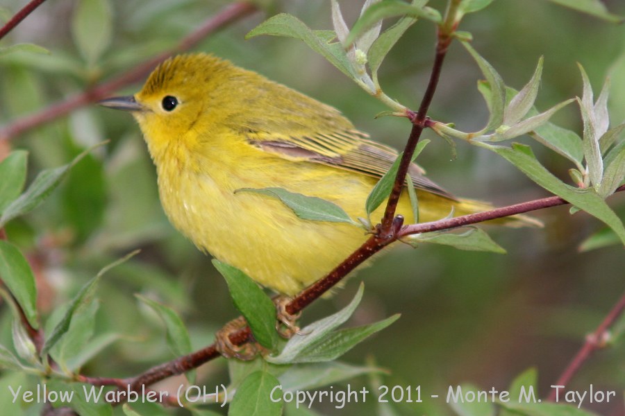 Yellow Warbler -spring female- (Ohio)