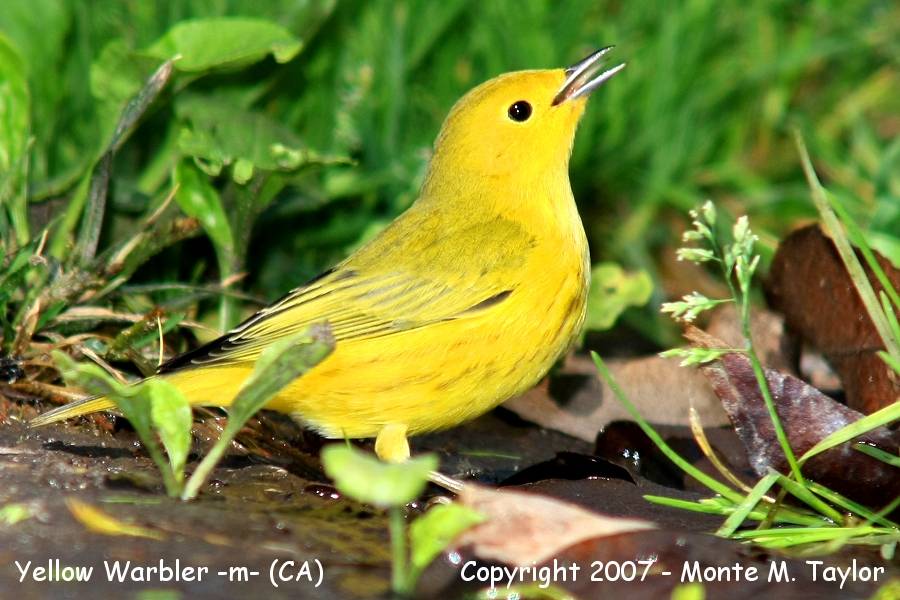 Yellow Warbler -fall male- (California)