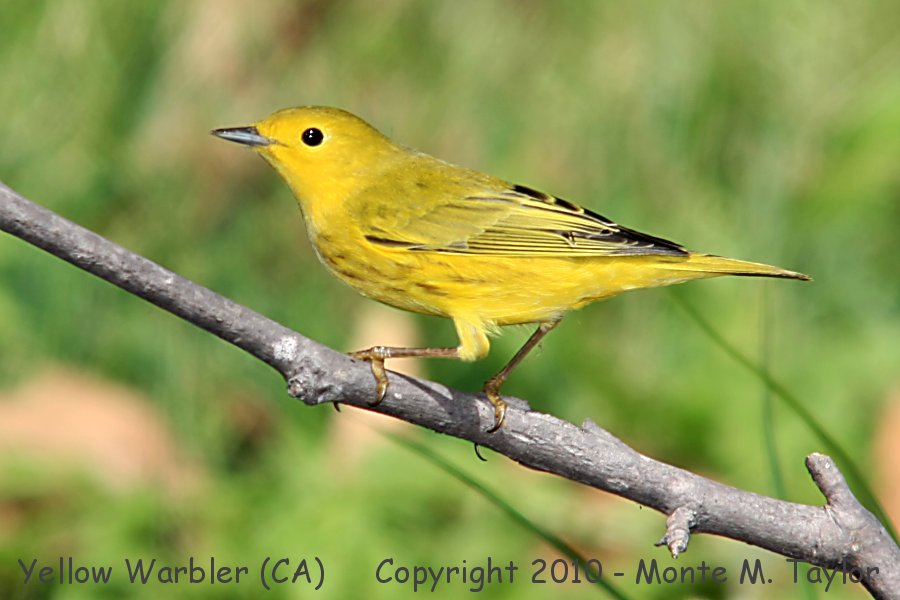 Yellow Warbler -fall male- (California)