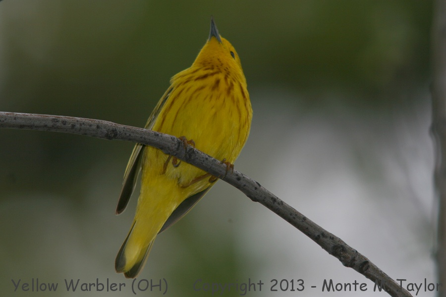 Yellow Warbler -spring male- (Ohio)