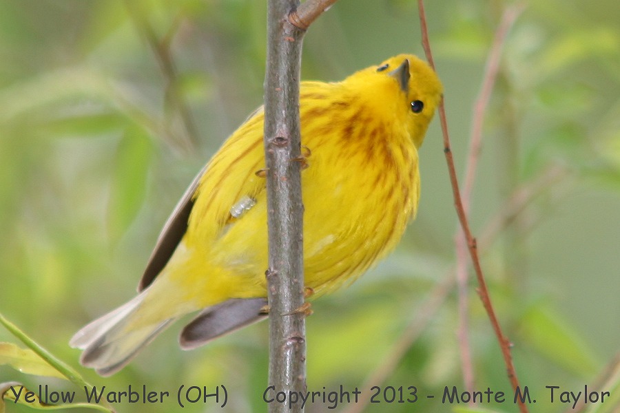 Yellow Warbler -spring male- (Ohio)