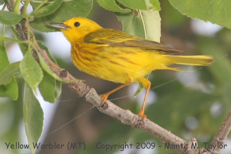 Yellow Warbler -summer- (Montana)