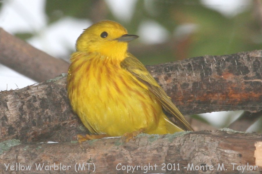 Yellow Warbler -summer male- (Montana)