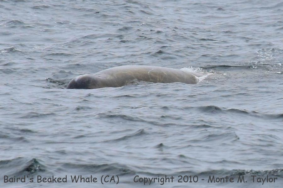 Baird's Beaked Whale -summer- (California)