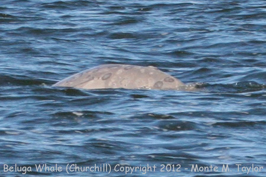 Beluga Whale -summer calf- (Churchill, Manitoba, Canada)