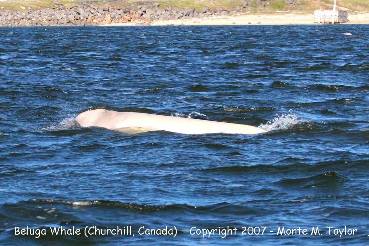 Beluga Whale -summer- (Churchill, Manitoba, Canada)