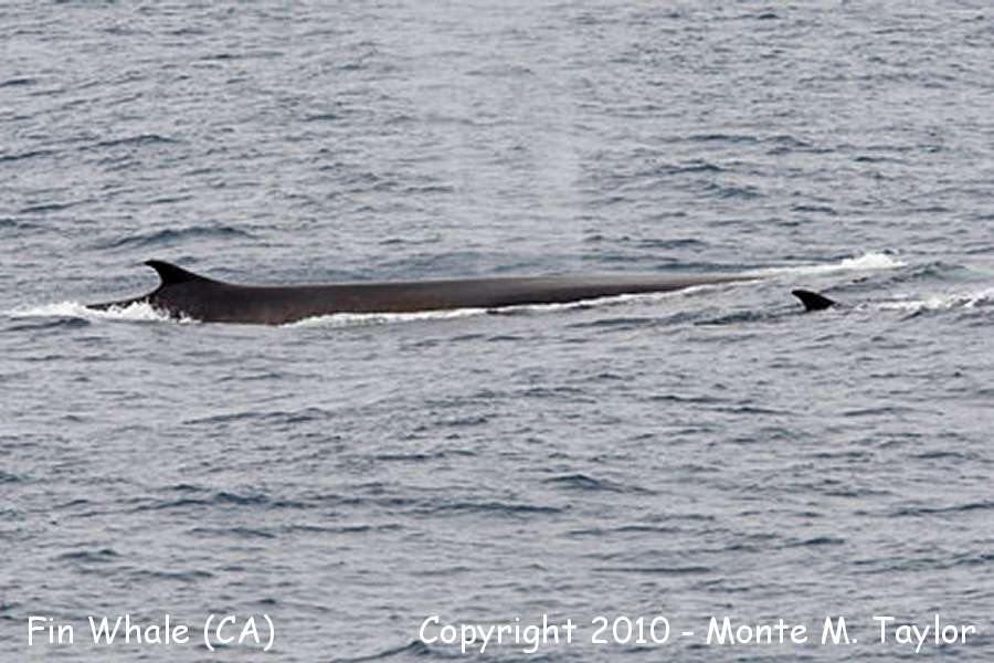 Fin Whale -fall- (Santa Barbara, California)