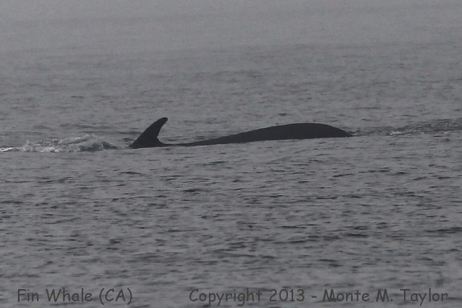 Fin Whale -spring- (California)