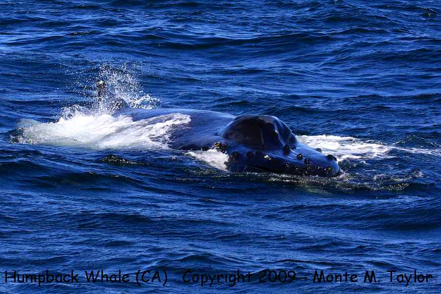 Humpback Whale -fall- (Monterey Bay, California)