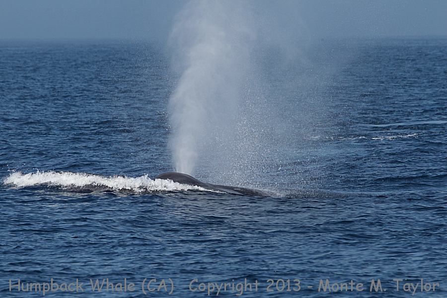 Humpback Whale -summer- (California)