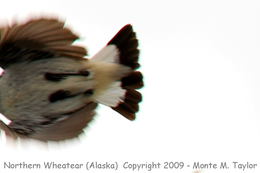 Northern Wheatear -spring / Kougarok Rd- (Nome, Alaska)