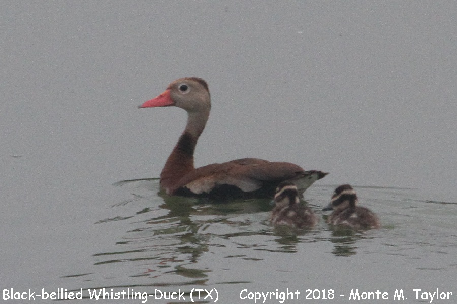 Black-bellied Whistling-Duck -summer w/fledgling- (Texas)