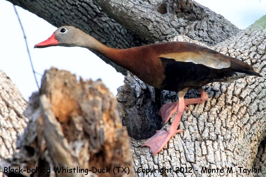 Black-bellied Whistling-Duck -spring- (Texas)