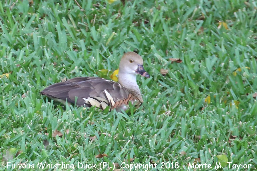 Fulvous Whistling-Duck -fall female- (Florida)