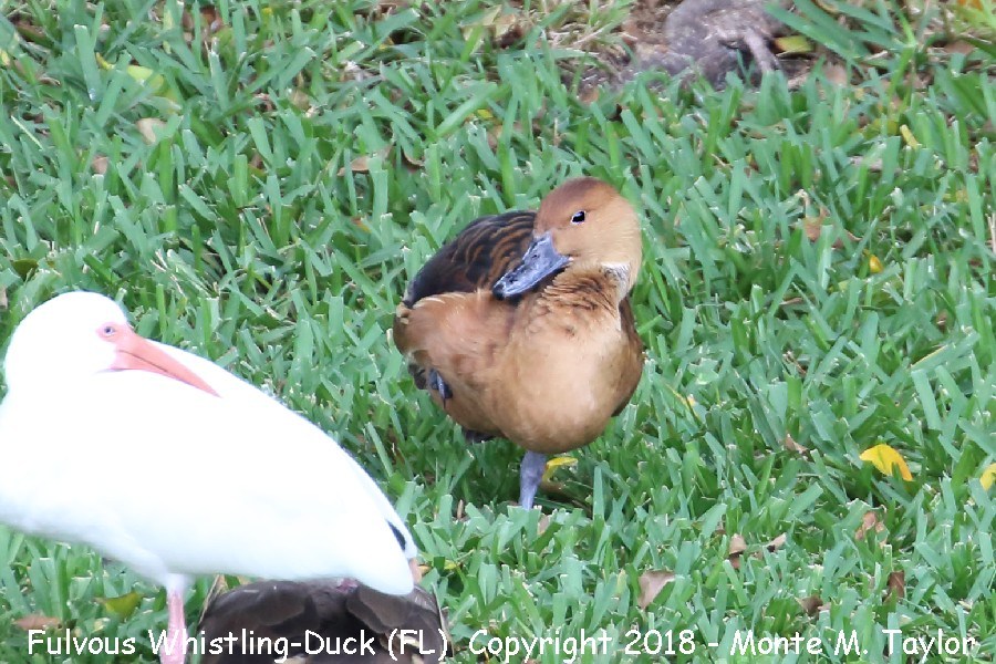 Fulvous Whistling-Duck -fall male- (Florida)