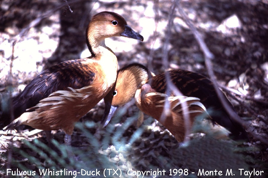 Fulvous Whistling-Duck -spring- (Texas)