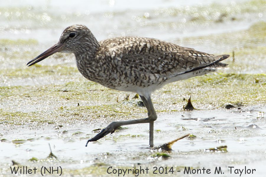 Willet -spring- (New Hampshire)