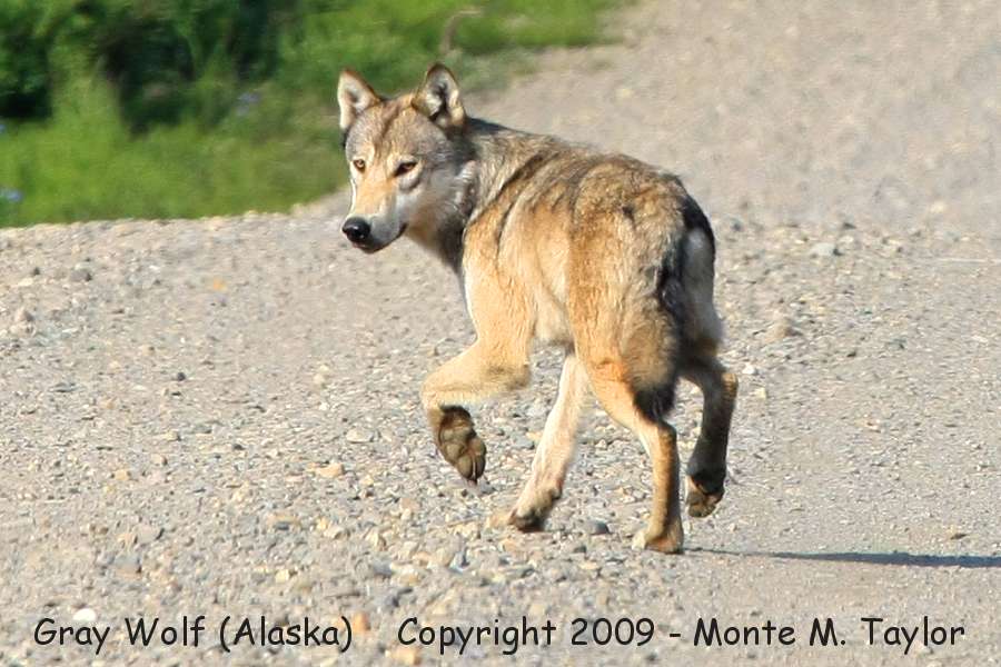 Gray Wolf -summer / MP 46 on Kougarok Road- (Nome, Alaska)