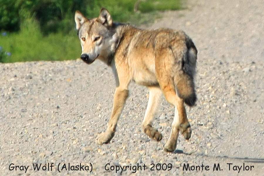 Gray Wolf -summer / MP 46 on Kougarok Road- (Nome, Alaska)