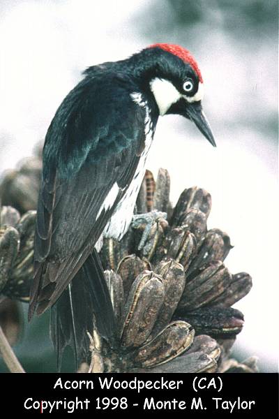 Acorn Woodpecker -spring- (California)