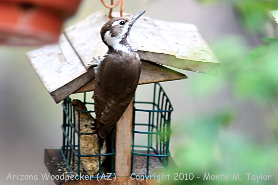 Arizona Woodpecker -summer female- (Arizona)