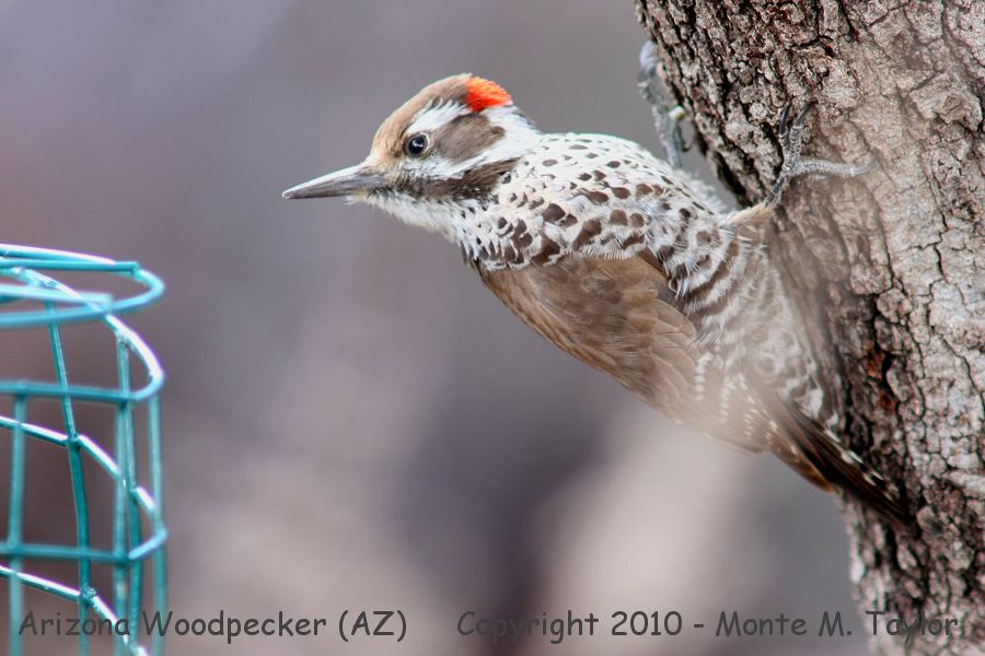Arizona (Stricklands) Woodpecker -winter male- (Arizona)