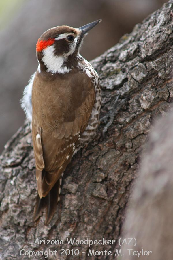 Arizona (Stricklands) Woodpecker -winter male- (Arizona)