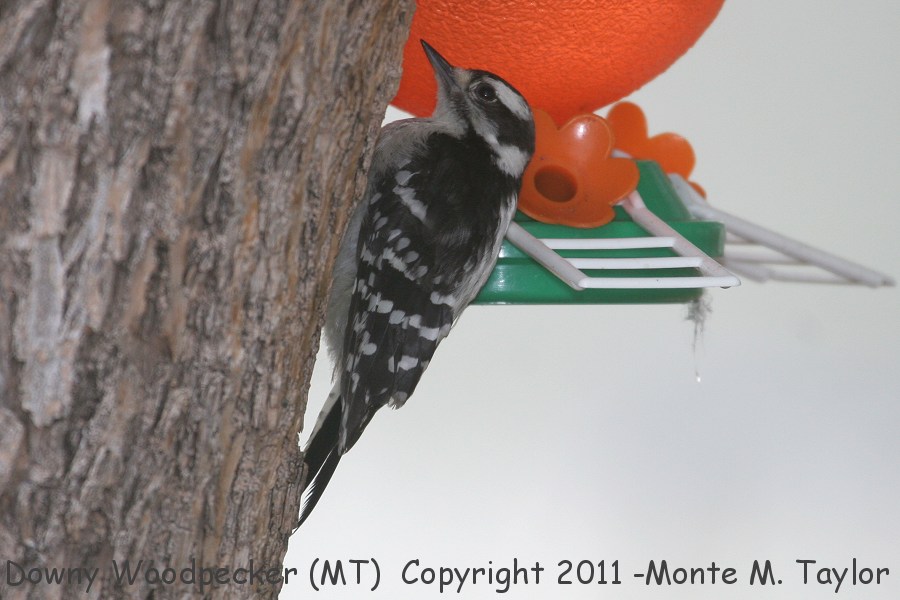 Downy Woodpecker -summer female- (Montana)